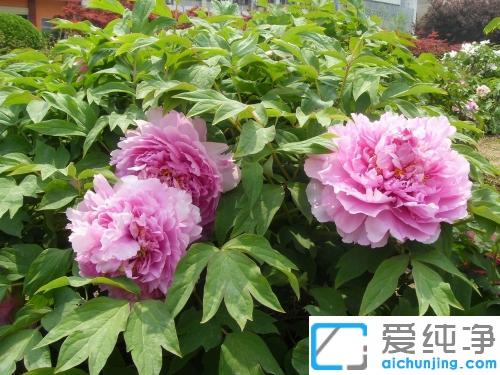 win7系統(tǒng)所有圖片打不開是什么原因_win7系統(tǒng)打不開圖片的幾種修復(fù)方法